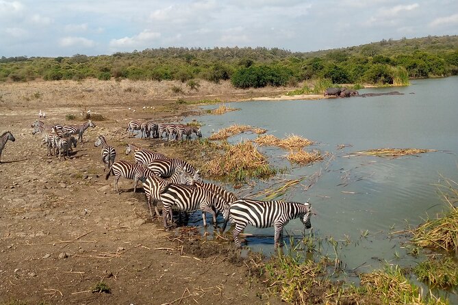 Safari Tour : Nairobi National Park - Guided Tour Experience