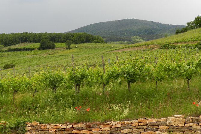 Safari Tour Village of the Vineyards: 1 Day, 4 Villages & 1 Wine Tasting - Accessibility and Requirements