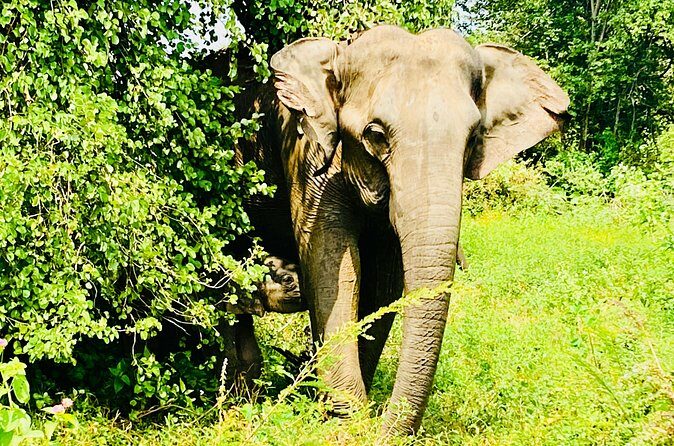 Safari tours in Udawalawa - FAQ