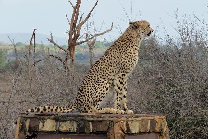 Safaris in Kruger National Park Full Day - Diverse Wildlife