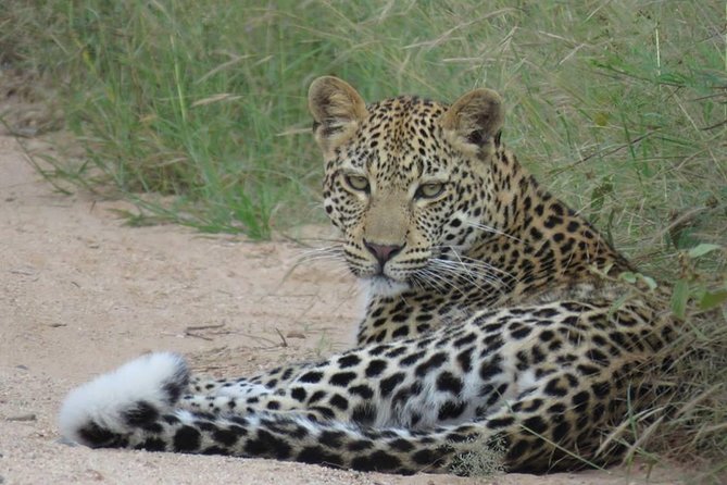 Safaris in Kruger National Park Full Day - Open-Air Experiences