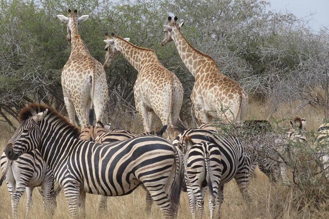Safaris in Kruger National Park Full Day - Educational Insights