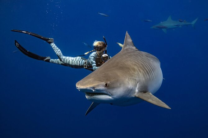 Safe and Educational Shark Dive From Haleiwa: Sharks Guaranteed - Purpose of the Experience