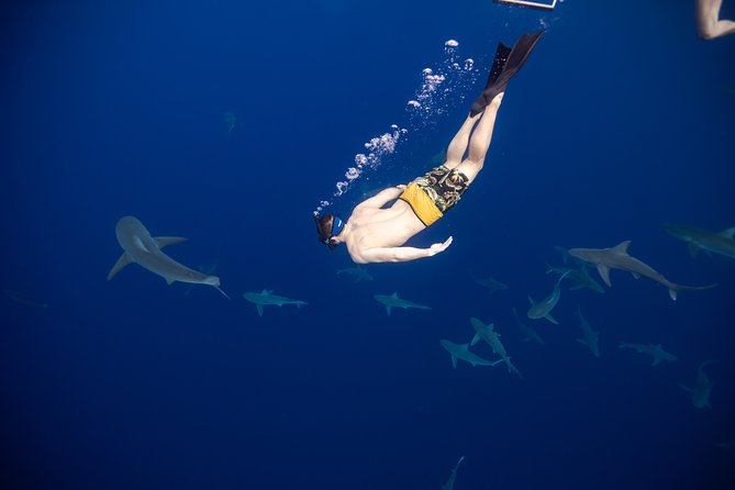 Safe and Educational Shark Dive From Haleiwa: Sharks Guaranteed - Interactive and Research-Based Program
