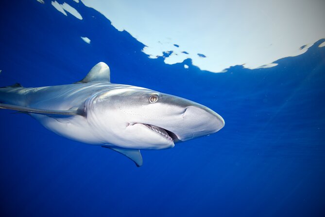 Safe and Educational Shark Dive From Haleiwa: Sharks Guaranteed - Encounter With Sharks