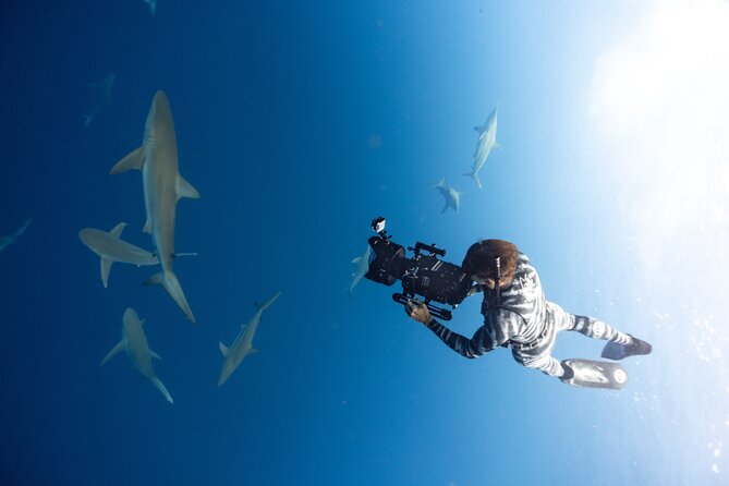 Safe and Educational Shark Dive From Haleiwa: Sharks Guaranteed - Learning About Shark Behavior and Biology