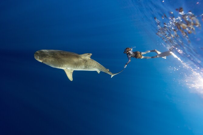 Safe and Educational Shark Dive From Haleiwa: Sharks Guaranteed - Identification of Shark Species