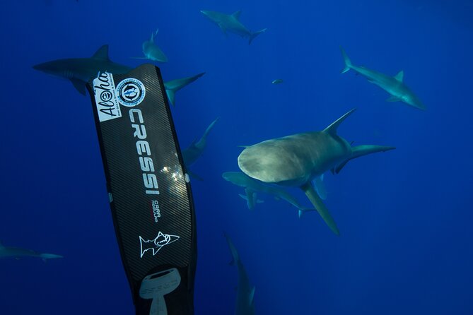 Safe and Educational Shark Dive From Haleiwa: Sharks Guaranteed - Logistics and Meeting Information
