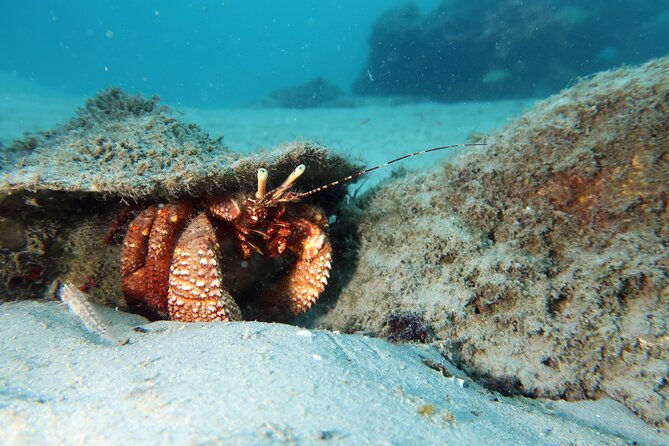 Safe Snorkeling Memorable and Fun. Free Pictures With Purchase - Key Points