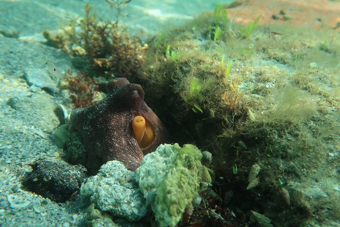 Safe Snorkeling Memorable and Fun. Free Pictures With Purchase - Activity Highlights