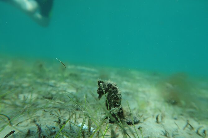 Safe Snorkeling Memorable and Fun. Free Pictures With Purchase - Accessibility and Restrictions