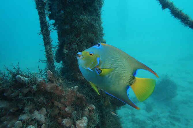 Safe Snorkeling Memorable and Fun. Free Pictures With Purchase - Transportation and Parking