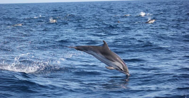 Sagres: Wildlife Tour Dolphins and Caves - Highlights of the Experience