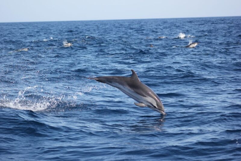 Sagres: Wildlife Tour Dolphins and Caves - Customer Feedback