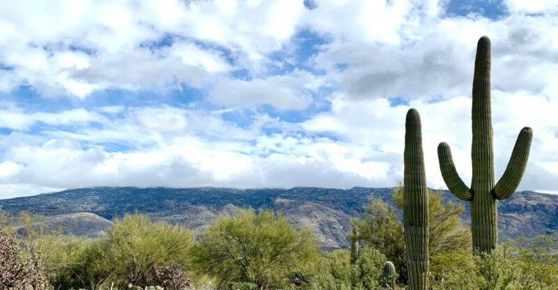 Saguaro National Park: Day Tour & Hike - Key Points