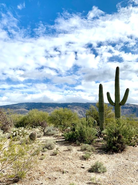 Saguaro National Park: Day Tour & Hike - Park Highlights