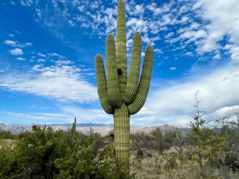 Saguaro National Park: Day Tour & Hike - Inclusions