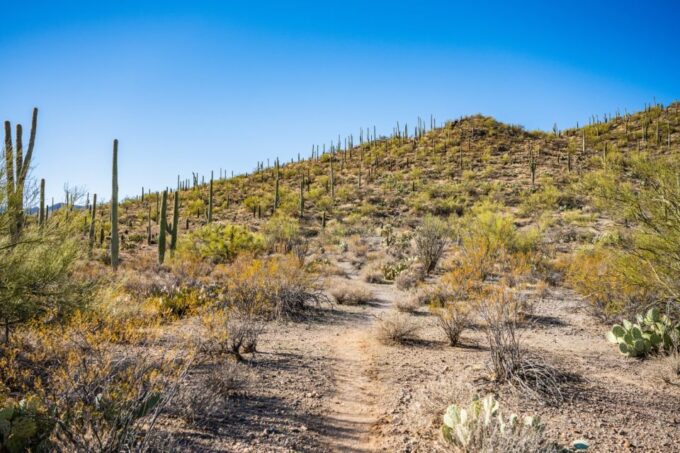 Saguaro National Park Self Guided Driving Audio Tour - Additional Information