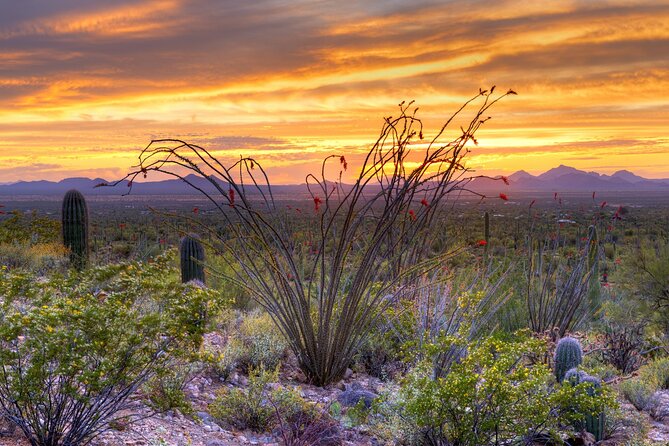 Saguaro National Park Self-Guided Driving Audio Tour - User Experience and Support