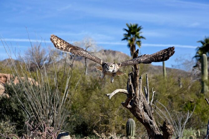 Saguaro National Park Self-Guided Driving Audio Tour - Preparing for the Tour