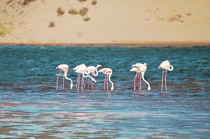 Sahara Agadir in 4*4 1 Day With Lunch at the Villages Locals - Meeting and Pickup
