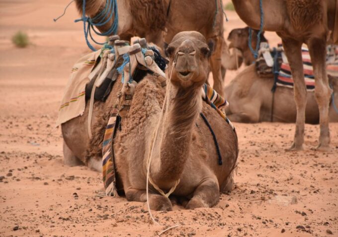 Sahara Desert: 2-Day Tour With Food and a Night in a Tent - Preparation Tips