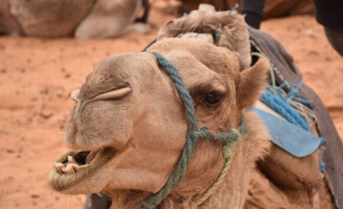 Sahara Desert: 2-Day Tour With Food and a Night in a Tent - Important Considerations