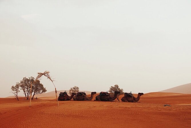 Sahara Desert Family Tour - Tour Overview