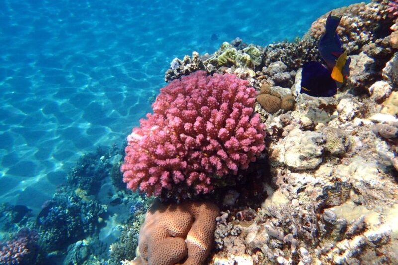 Sahl Hasheesh: Diving or Snorkeling Boat Trip With Lunch - Itinerary Details
