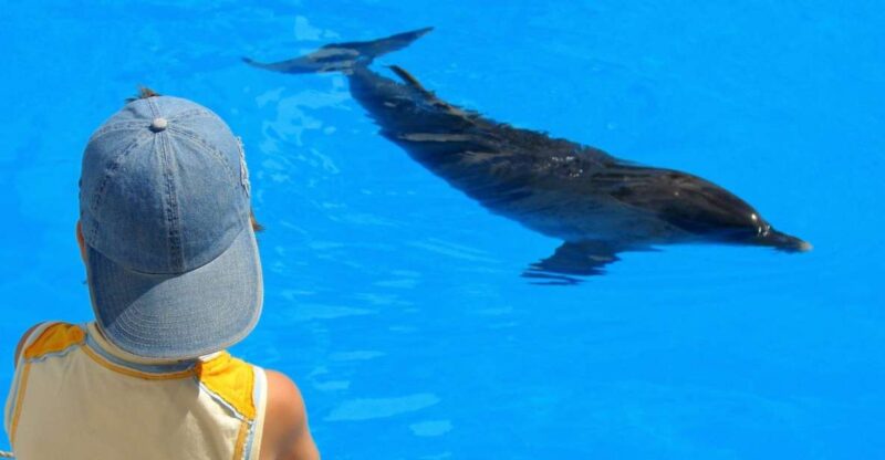Sahl Hasheesh: Dolphin Watching Boat Tour With Snorkeling - Itinerary