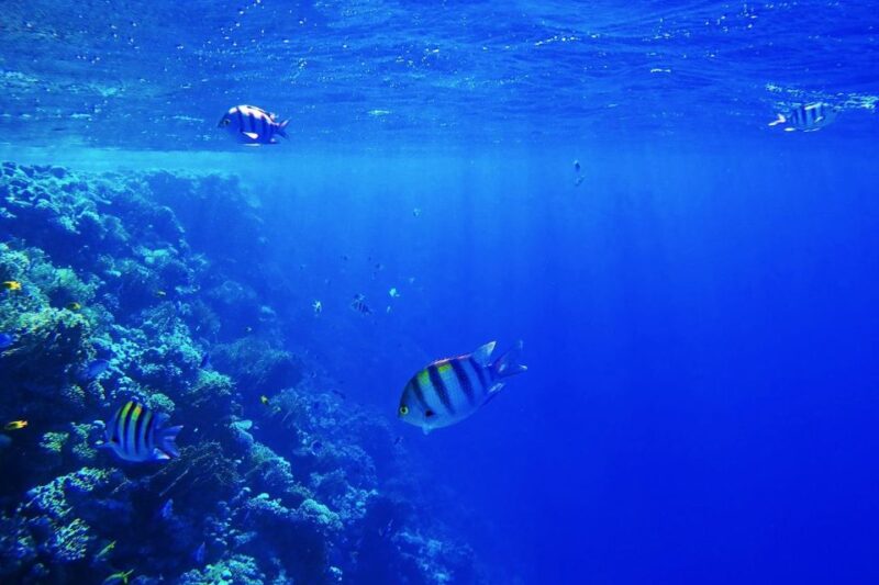 Sahl Hasheesh: Magawish Island & Snorkeling W Buffet Lunch - Highlights and Activities
