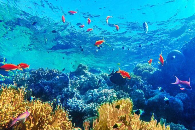 Sahl Hasheesh: Magawish Island & Snorkeling W Buffet Lunch - Stunning Cruise and Snorkeling