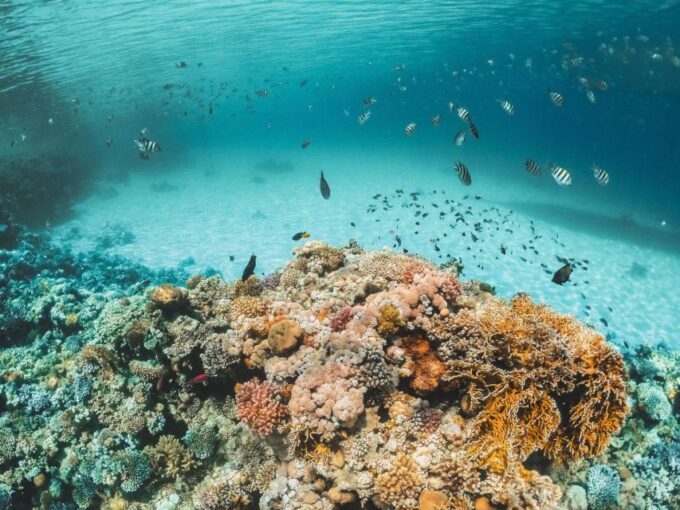 Sahl Hasheesh: Magawish Island & Snorkeling W Buffet Lunch - Frequently Asked Questions
