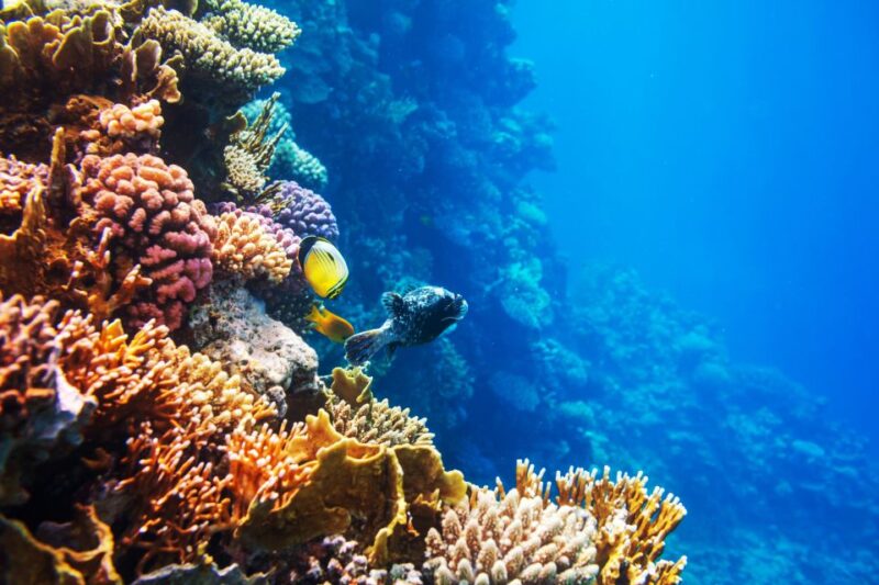 Sahl Hasheesh: Snorkeling Cruise Tour With Lunch and Drinks - Itinerary and Experience