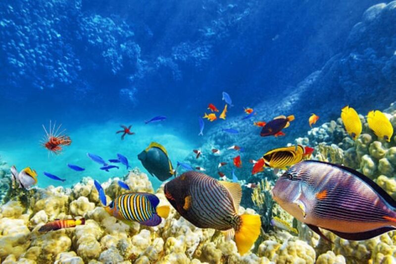 Sahl Hasheesh: Snorkeling Cruise Tour With Lunch and Drinks - Participant Information