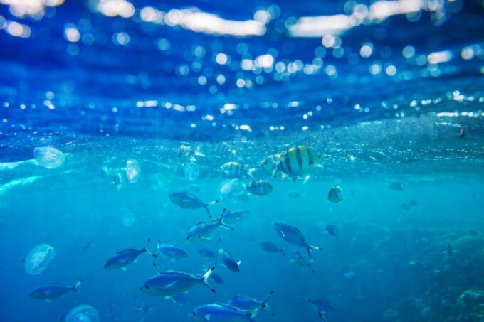 Sahl Hasheesh: Snorkeling Cruise Tour With Lunch and Drinks - Reserve and Payment Options