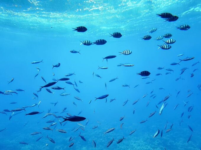 Sahl Hasheesh: Snorkeling Cruise Tour With Lunch and Drinks - Frequently Asked Questions