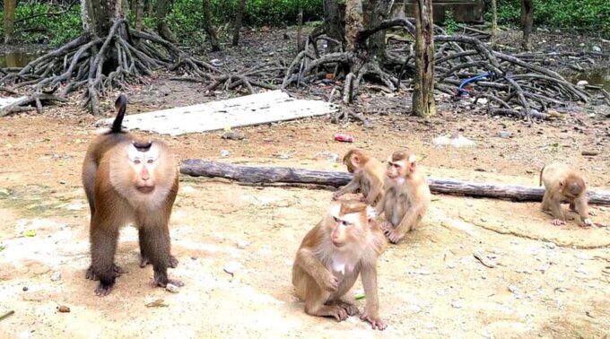 Sai Gon – Can Gio – Monkey Island 1 Day Tour - Accessibility Information