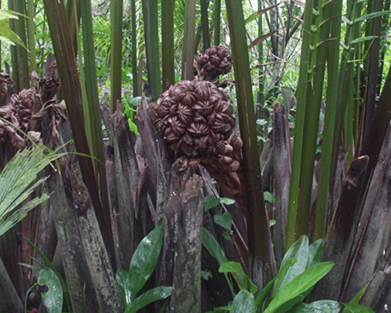 Saigon: Unique Local Tour in My Tho - Ben Tre - Cultural Experiences
