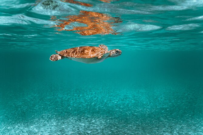 Sail, Snorkel, Picnic Lunch and Open Bar From Frenchmans Reef - Capacity and Reviews
