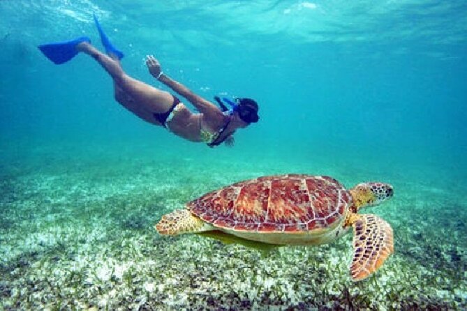 Sail, Snorkel, Picnic Lunch and Open Bar From Frenchmans Reef - Booking Your Stay