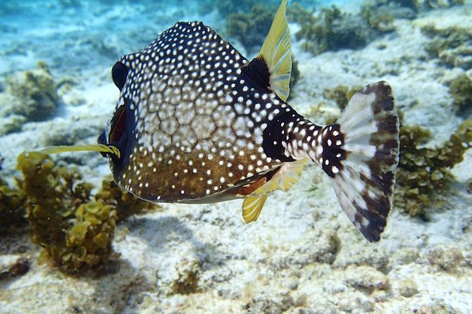 Sailing and Snorkeling Day Tour to Les Saintes - Pricing and Meeting Point