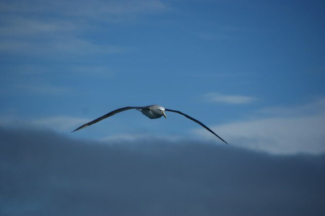 Sailing and Wildlife Tour Akaroa Fox II Sailing - Authenticity and Traveler Feedback