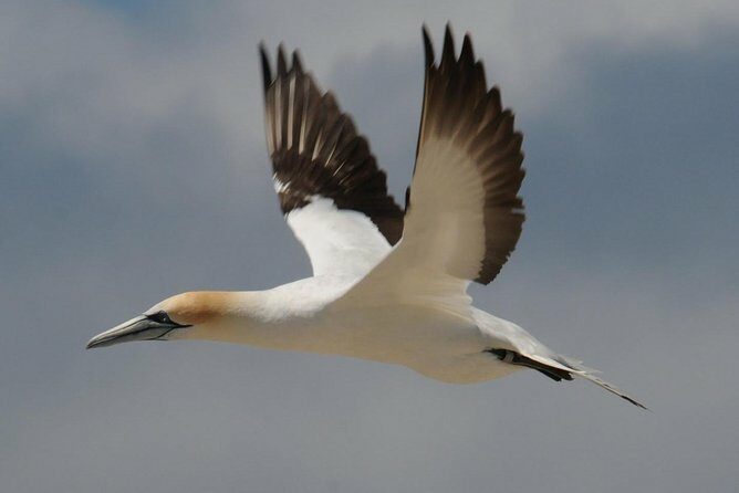 Sailing and Wildlife Tour Akaroa Fox II Sailing - FAQs About the Akaroa Fox II Sailing Tour