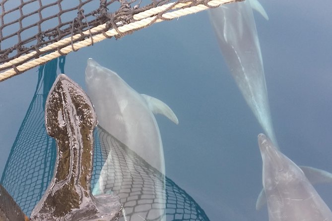 Sailing Day Trip on Tall Ship Andrea Jensen With Lunch and Wine - Swimming and Snorkeling at Porto Conte Bay