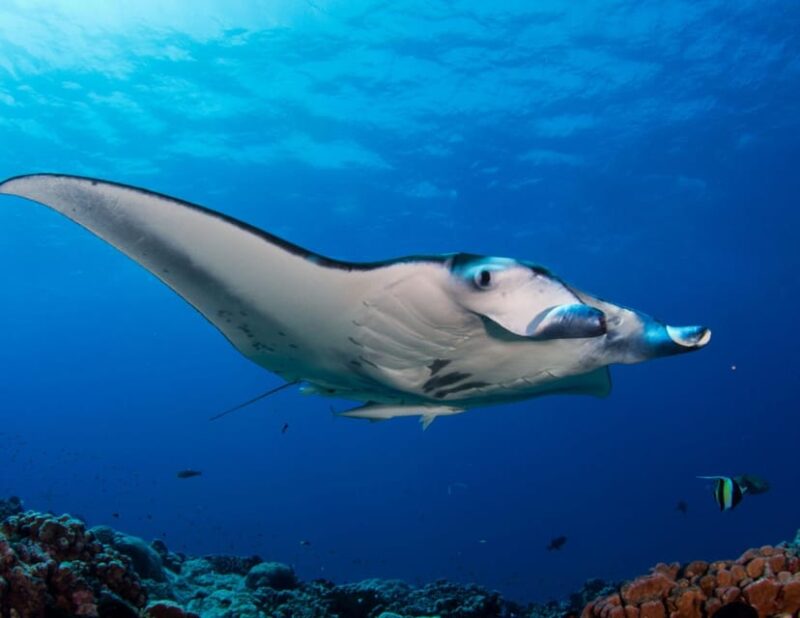 SAILING KOMODO OPEN TRIP 3 DAY 2 NIGHT - Itinerary Highlights