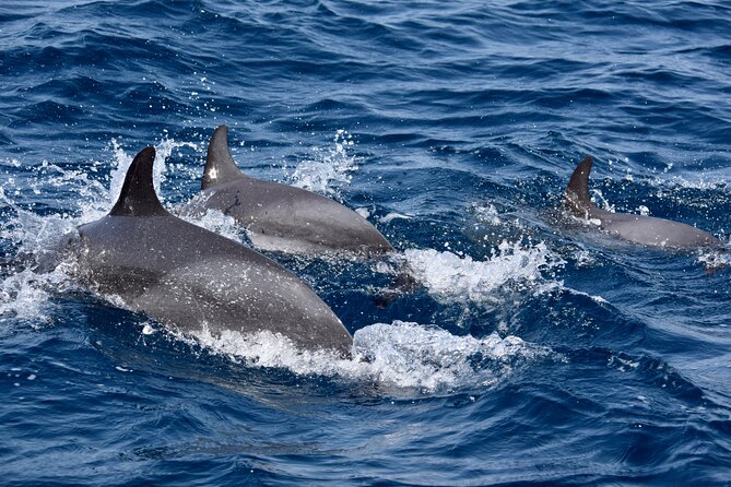 Sailing Yacht Half Day- With Cape Verde Sailing - Cancellation Policy
