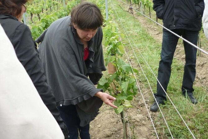 Saint-Émilion: 2 Hours - Visit of the Vineyard, the Cellar, and Tasting - Accessibility and Participation