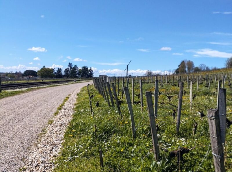 Saint-Émilion by Gravel Bike & Wine Tasting - Unique Wine Tasting