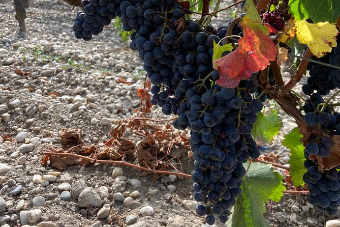 Saint Emilion Castle and Village Wine Tour - Questions About Staying Here